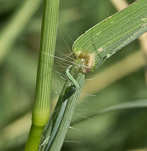 Auricula de la hoja de la Pata de Gallina,  Digitaria sanguinalis