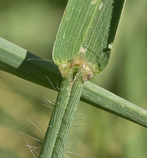 Auricula de la hoja de la Pata de Gallina 1,  Digitaria sanguinalis