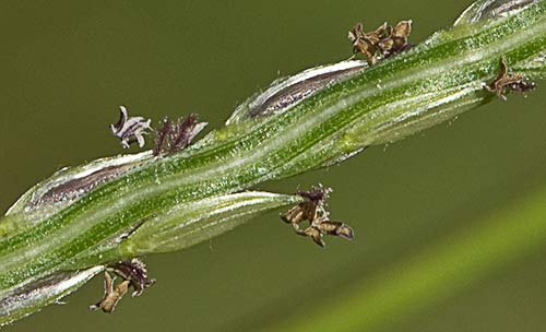 Espiguilla de la Pata de Gallina,  Digitaria sanguinalis