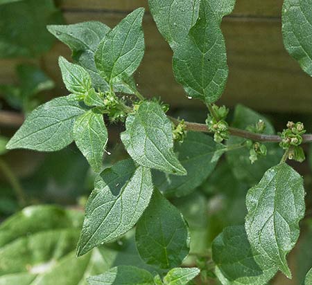 Parietaria judaica, pegajosa
