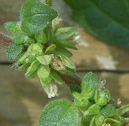 Parietaria judaica, pegajosa