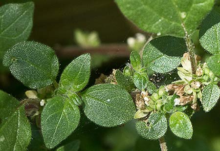Parietaria judaica, pegajosa