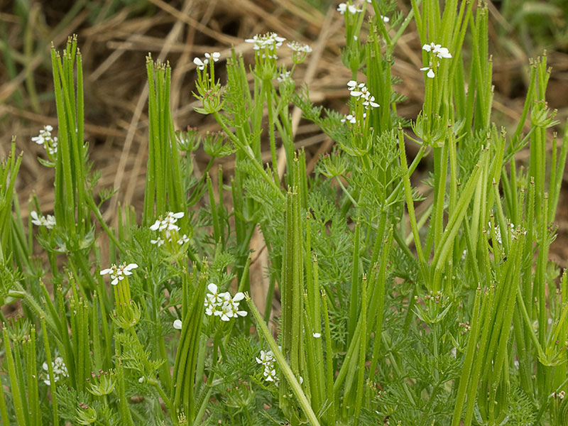 Peine de Venus (Scandix pecten-veneris)