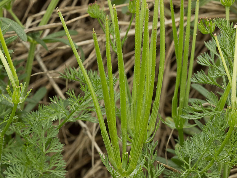 Peine de Venus (Scandix pecten-veneris)