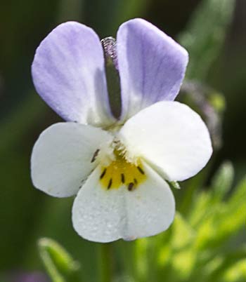 Pensamiento silvestre. Viola arvensis