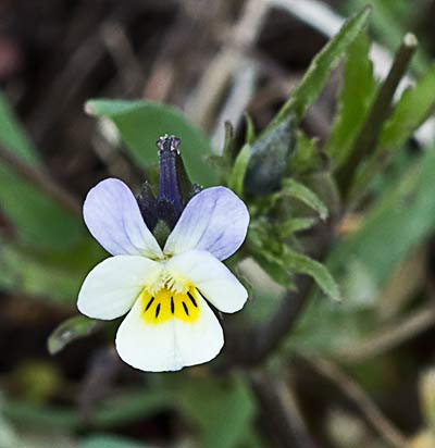 Pensamiento silvestre. Viola arvensis