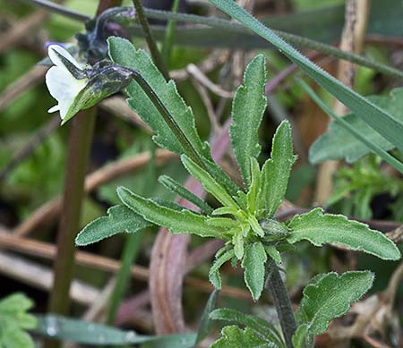Mata de Pensamiento silvestre. Viola arvensis