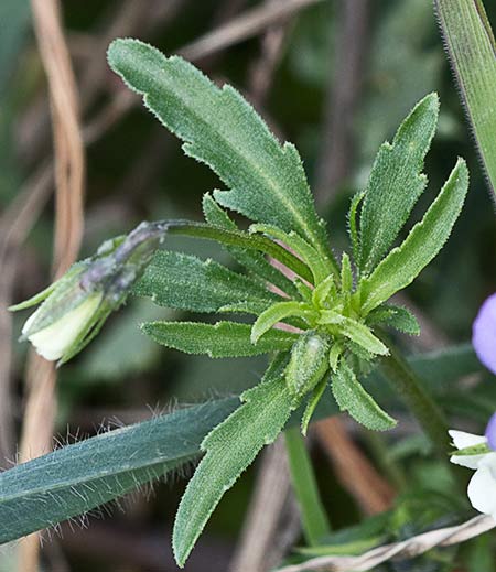  Hojas del Pensamiento silvestre. Viola arvensis