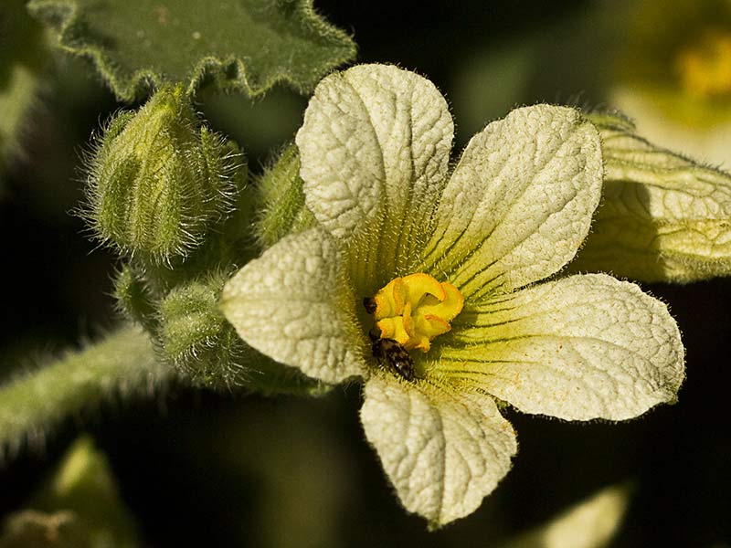 Pepinillo del diablo, pepinillo loco o elaterio (Ecballium elaterium) 
