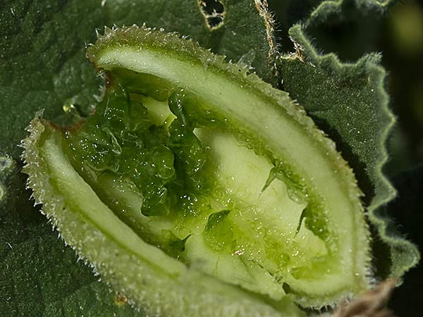 Semillas del Pepinillo del diablo, pepinillo loco o elaterio (Ecballium elaterium) 