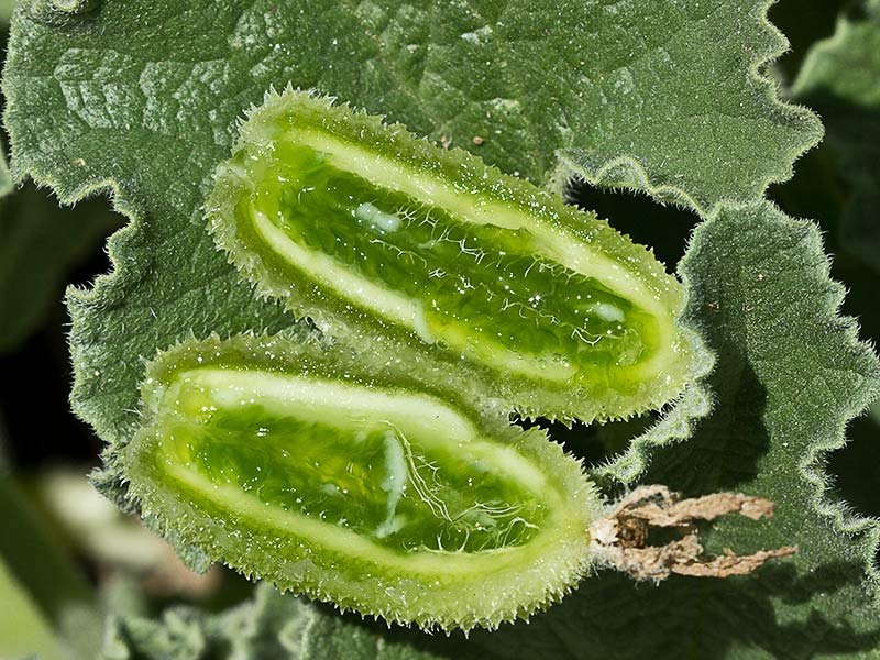 Fruto del Pepinillo del diablo, pepinillo loco o elaterio (Ecballium elaterium) 