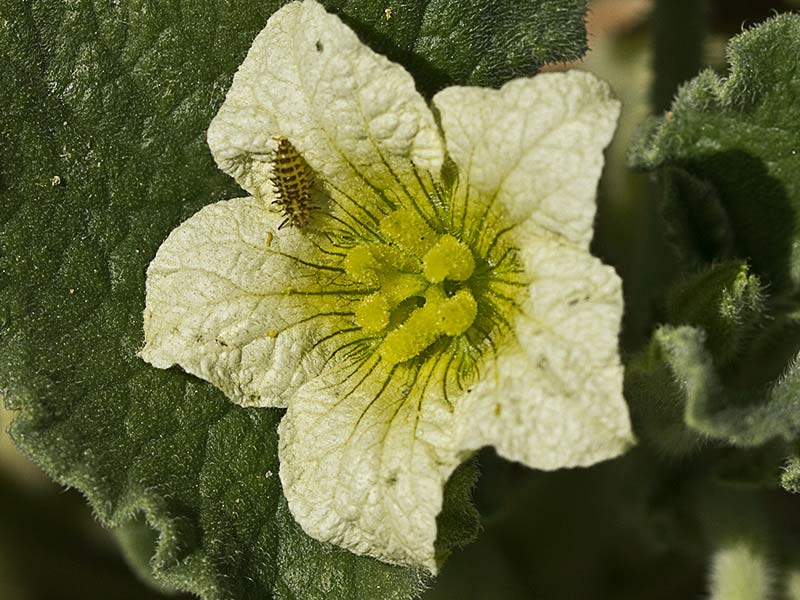 Pepinillo del diablo, pepinillo loco o elaterio (Ecballium elaterium) 