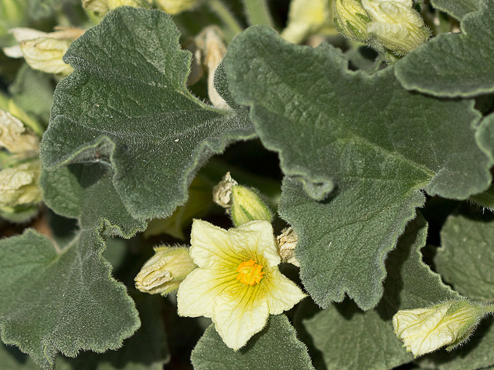 Pepinillo del diablo, pepinillo loco o elaterio (Ecballium elaterium) 