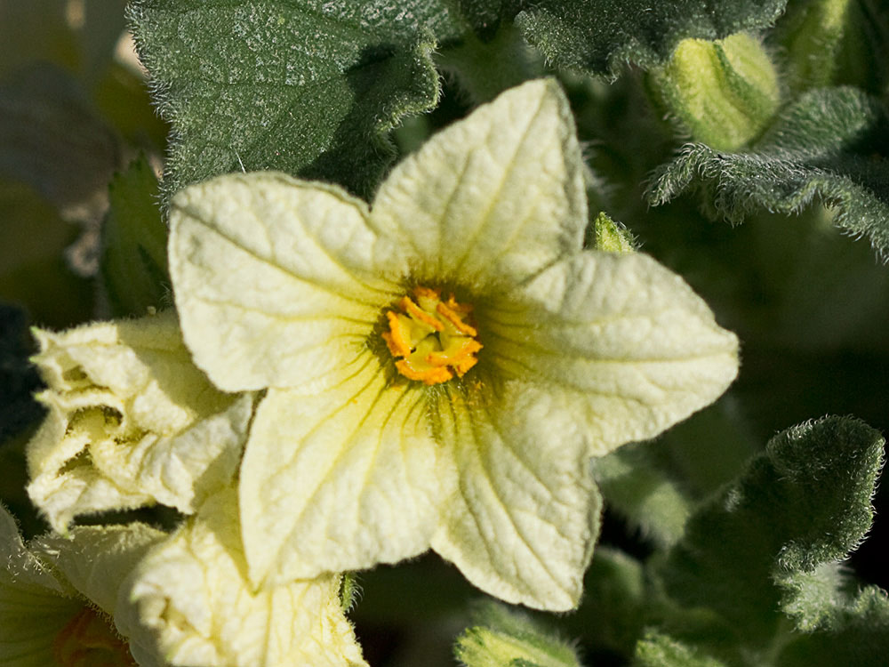Pepinillo del diablo, pepinillo loco o elaterio (Ecballium elaterium) 