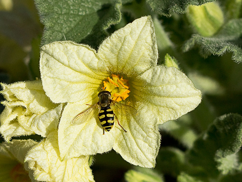 Pepinillo del diablo, pepinillo loco o elaterio (Ecballium elaterium) 