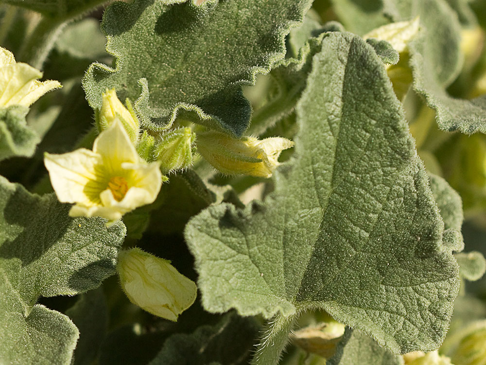 Pepinillo del diablo, pepinillo loco o elaterio (Ecballium elaterium) 