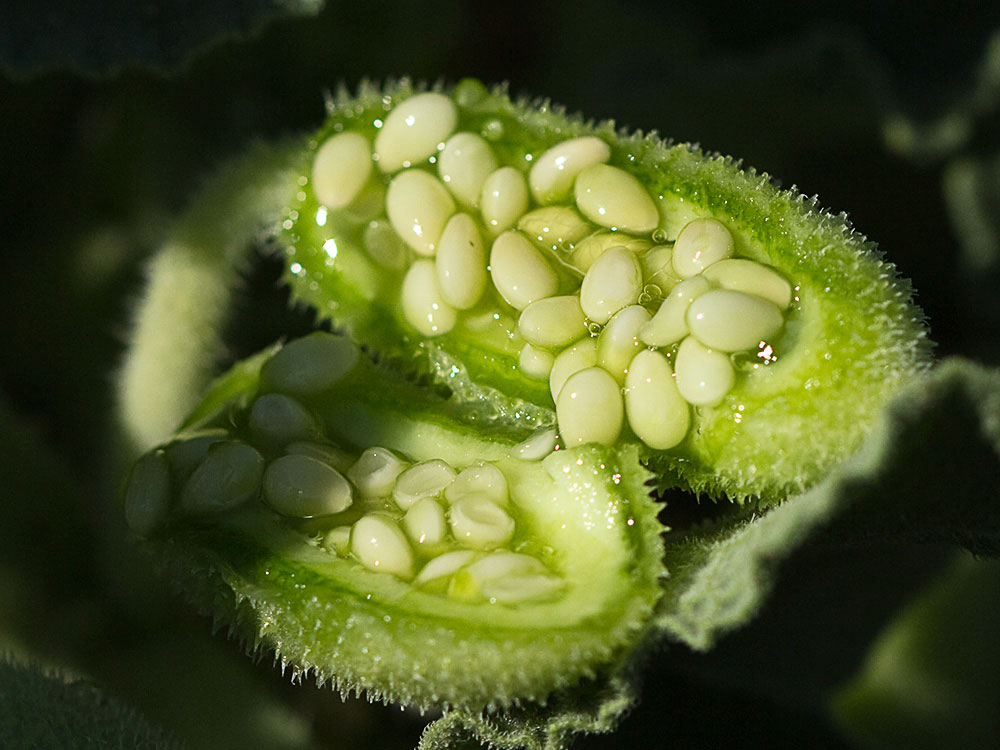 Semillas del Pepinillo del diablo, pepinillo loco o elaterio (Ecballium elaterium) 