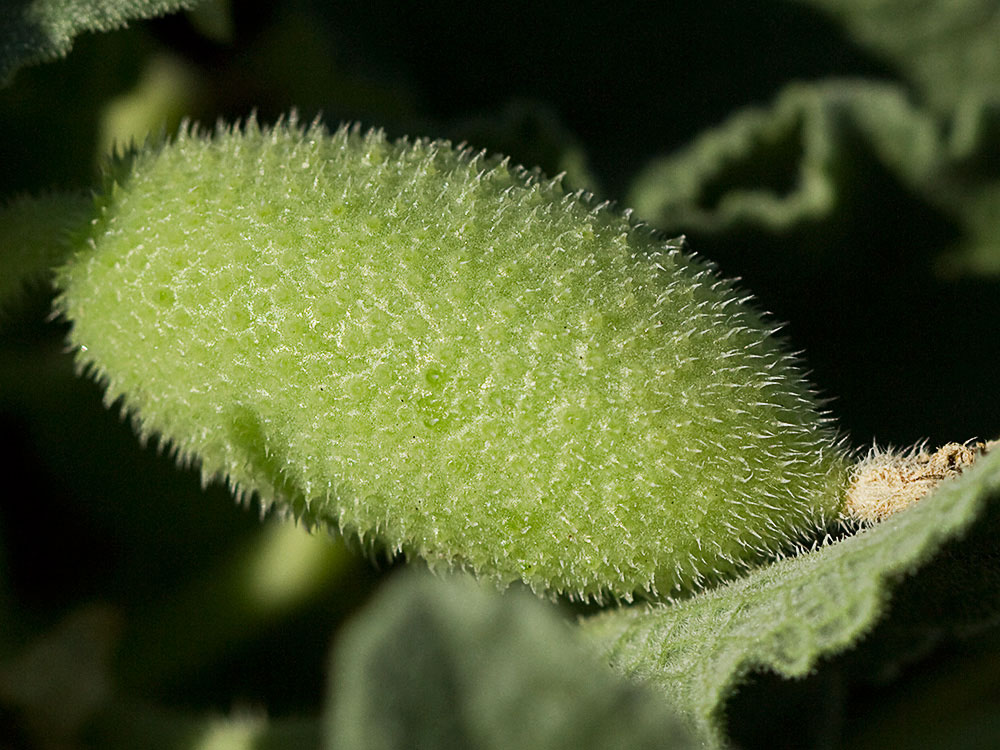 Fruto del Pepinillo del diablo, pepinillo loco o elaterio (Ecballium elaterium)- 1 