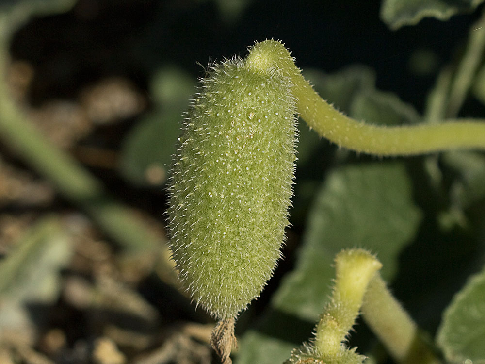 Fruto del Pepinillo del diablo, pepinillo loco o elaterio (Ecballium elaterium) -2 