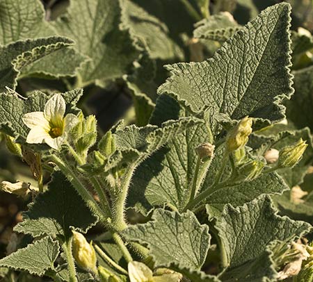 Pepinillo del diablo, pepinillo loco o elaterio (Ecballium elaterium) 