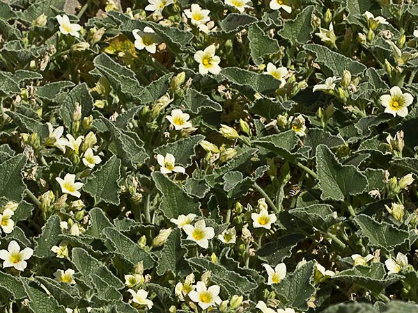 Mata de pepinillo loco (Ecballium elaterium)