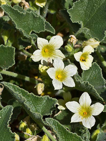 Mata de pepinillo loco (Ecballium elaterium)