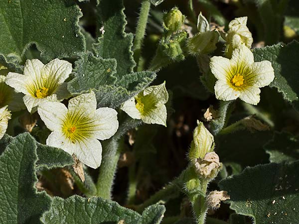 Mata de pepinillo loco (Ecballium elaterium)