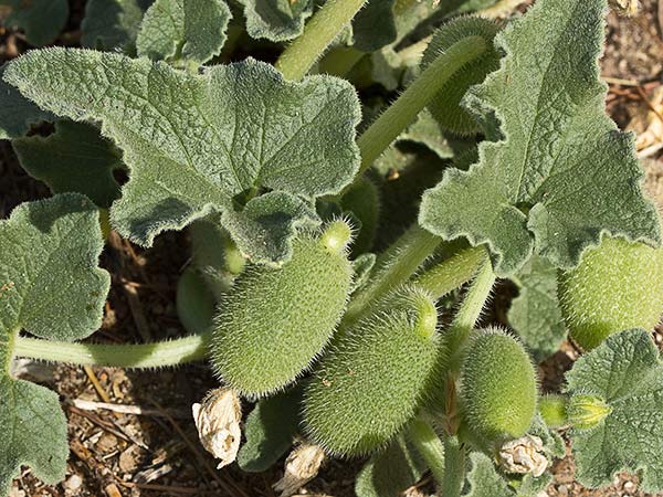 Hojas y frutos del Pepinillo del diablo, pepinillo loco o elaterio (Ecballium elaterium) 