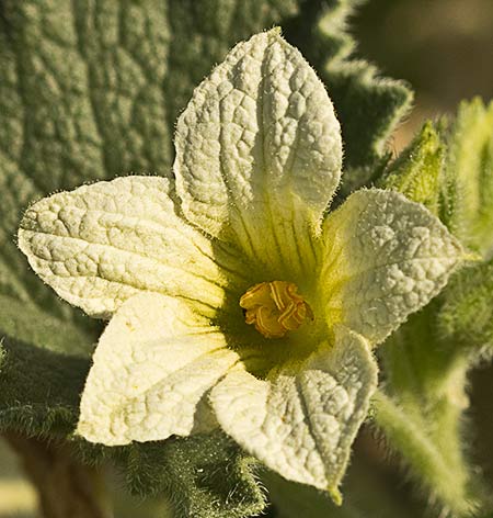 Pepinillo del diablo, pepinillo loco o elaterio (Ecballium elaterium) 