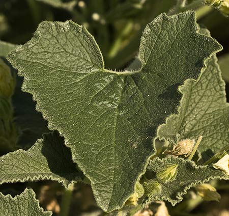 Hoja del Pepinillo del diablo, pepinillo loco o elaterio (Ecballium elaterium) 