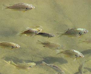 Percasoles