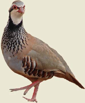 Perdiz
