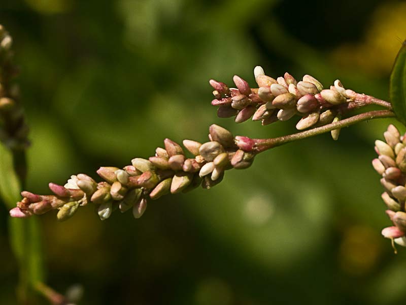 Mata de Persicaria (Polygonum persicaria)