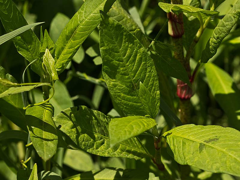 Mata de Persicaria (Polygonum persicaria)