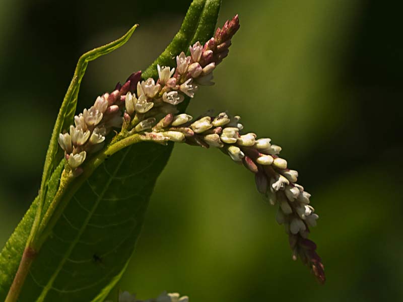 Mata de Persicaria (Polygonum persicaria)