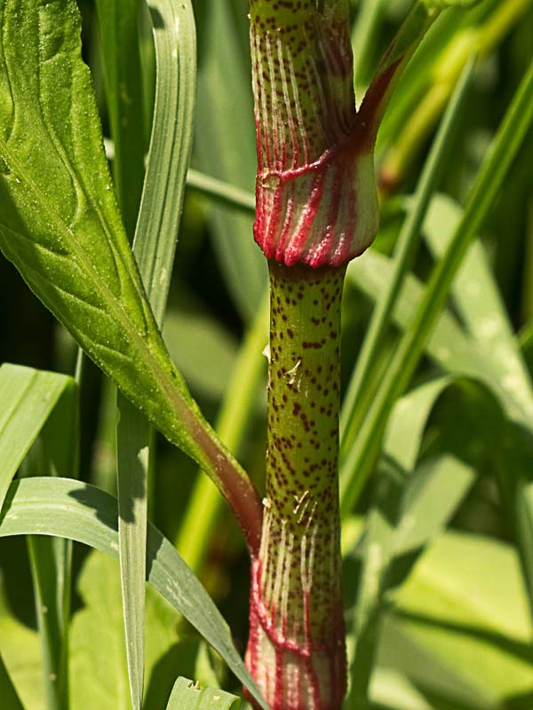 Mata de Persicaria (Polygonum persicaria)