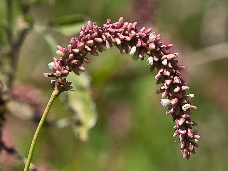 Inflorescencia de Persicaria (Polygonum persicaria)