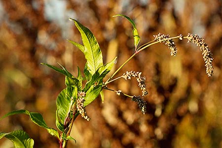 Persicaria o duraznillo