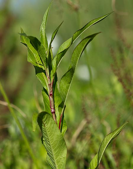 Mata de Persicaria (Polygonum persicaria)