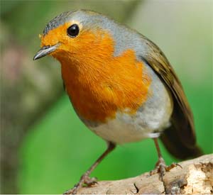 Petirojo