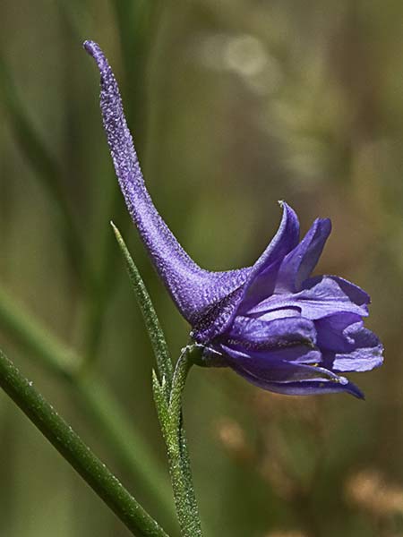Flores de los piecicos azules (Delphinium halteratum)