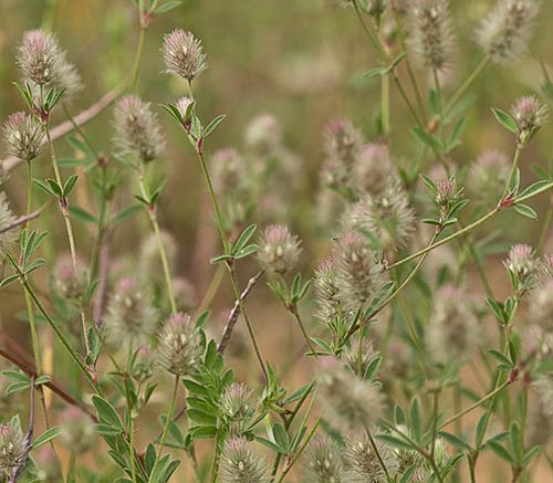 Trifolium arvense. Pie de liebre