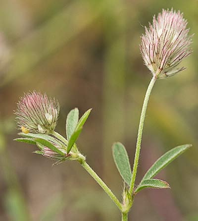 Trifolium arvense. Pie de liebre