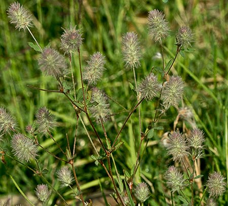 Trifolium arvense. Pie de liebre