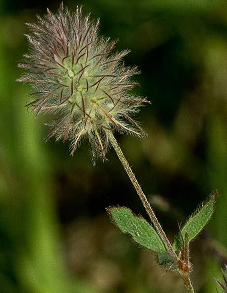 Trifolium arvense. Pie de liebre