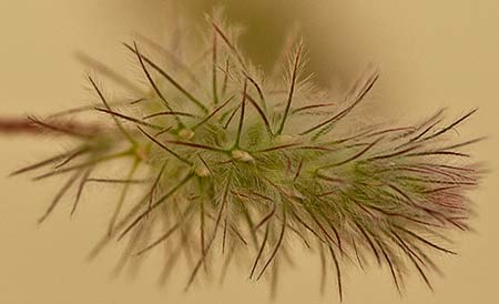 Trifolium arvense. Pie de liebre