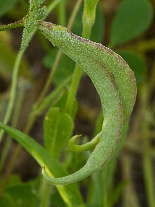 Pie de pájaro (Ornithopus compressus)