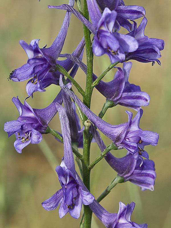 Flores de los piecicos azules (Delphinium halteratum)