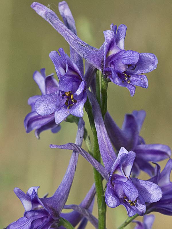 Flores de los piecicos azules (Delphinium halteratum)