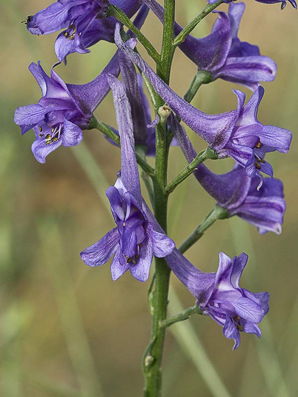 Flores de los piecicos azules (Delphinium halteratum)